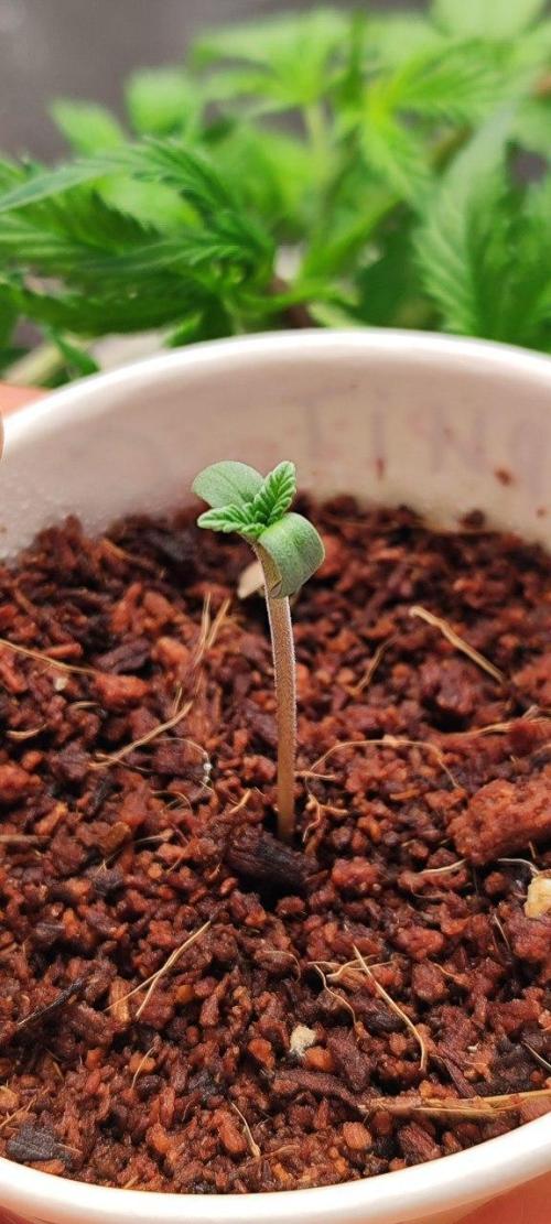 FRUIT GUM #2 by UKHTA. Week 0