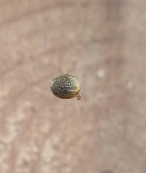 FRUIT GUM #2 by UKHTA. Week 0