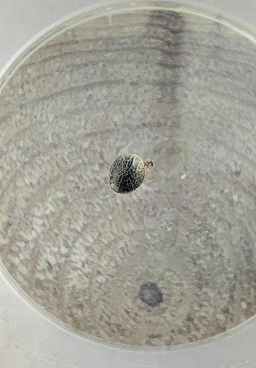 FRUIT GUM #2 by UKHTA. Week 0