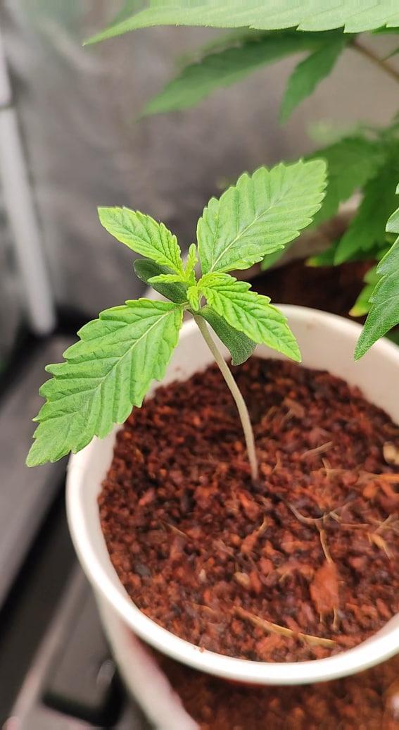 FRUIT GUM #2 by UKHTA. Week 1 - 6 day