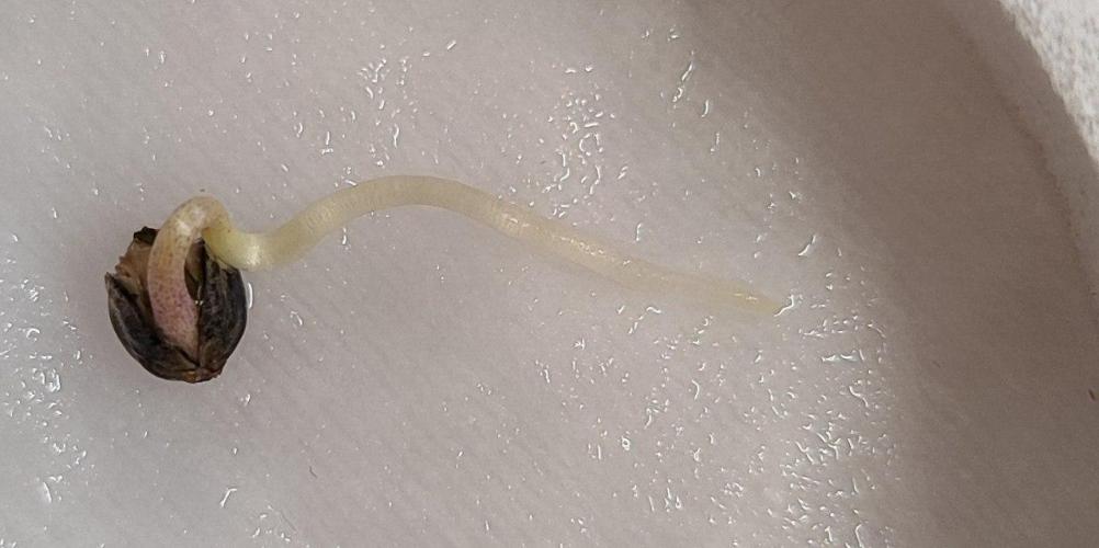 FRUIT GUM #2 by UKHTA. Week 0