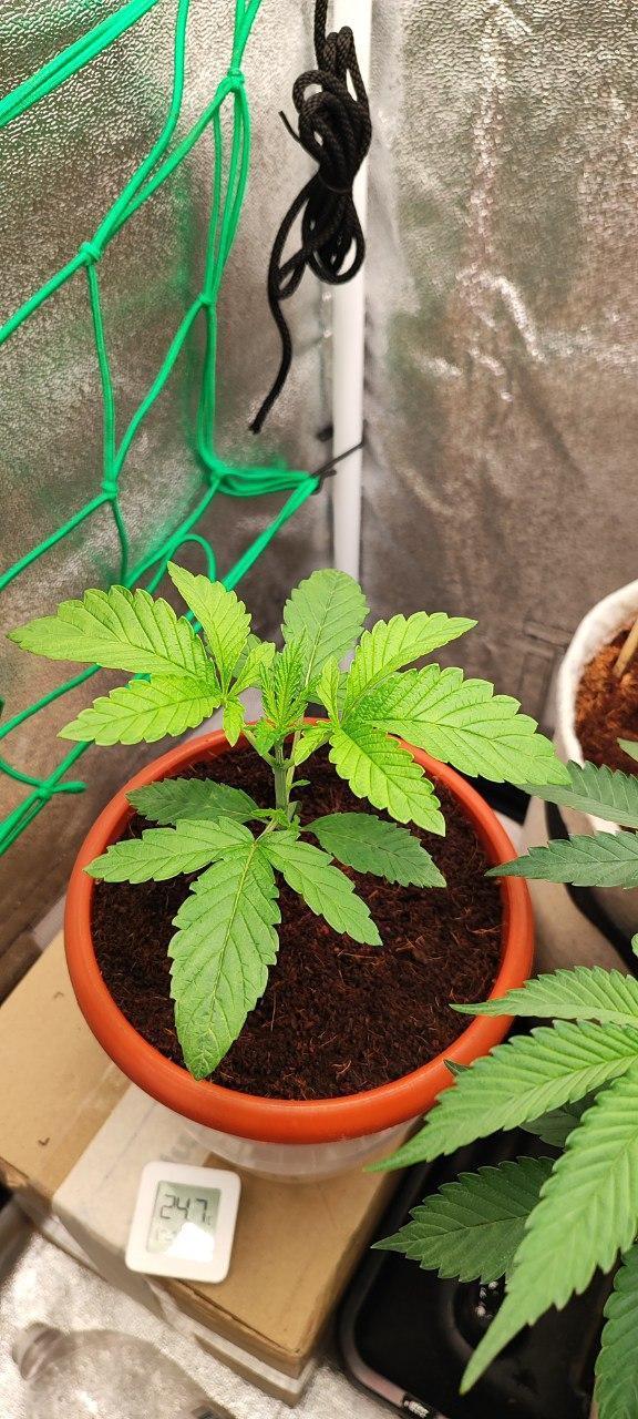 FRUIT GUM #2 by UKHTA. Week 2 - 14 day