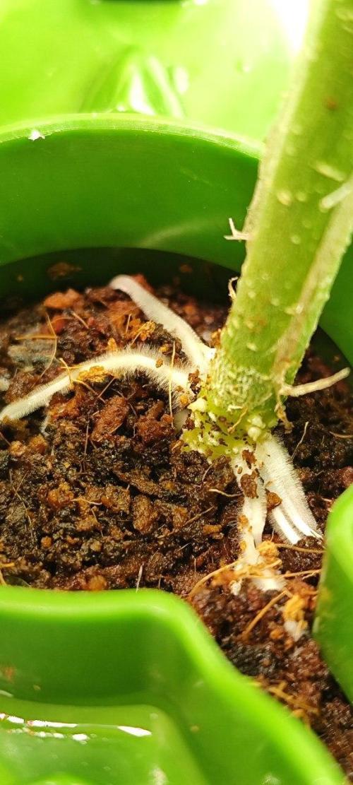 FRUIT GUM #2 by UKHTA. Week 3