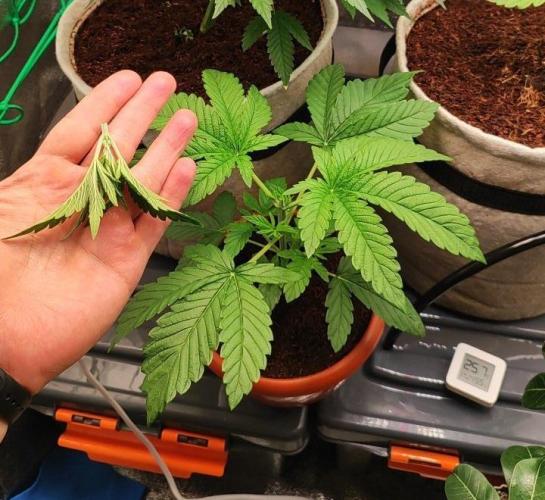 FRUIT GUM #2 by UKHTA. Week 3