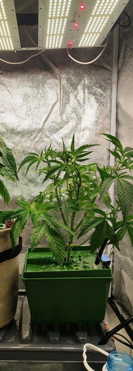 FRUIT GUM #2 by UKHTA. Week 4 - 28 day