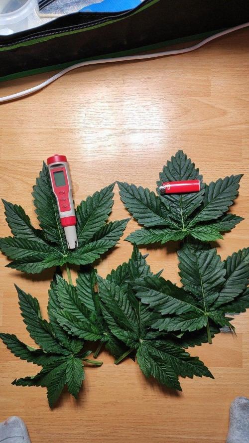 FRUIT GUM #2 by UKHTA. Week 4