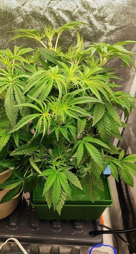 FRUIT GUM #2 by UKHTA. Week 5 - 32 day