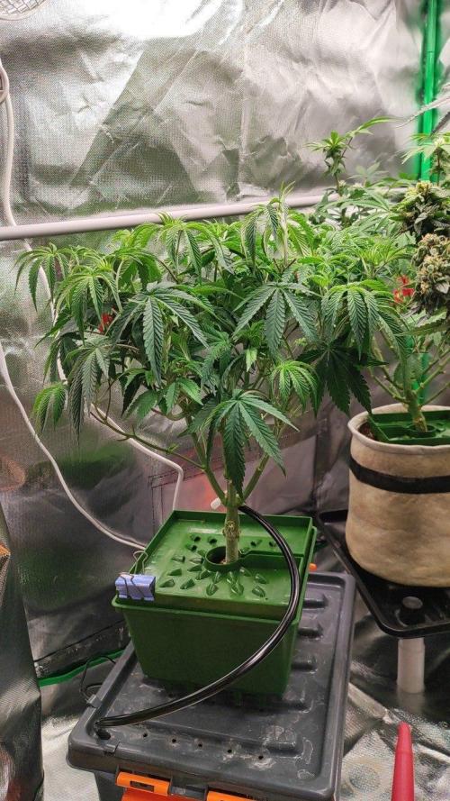 FRUIT GUM #2 by UKHTA. Week 6