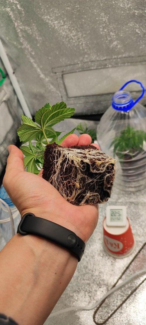 FRUIT GUM #2 by UKHTA. Week 7 - +Clone