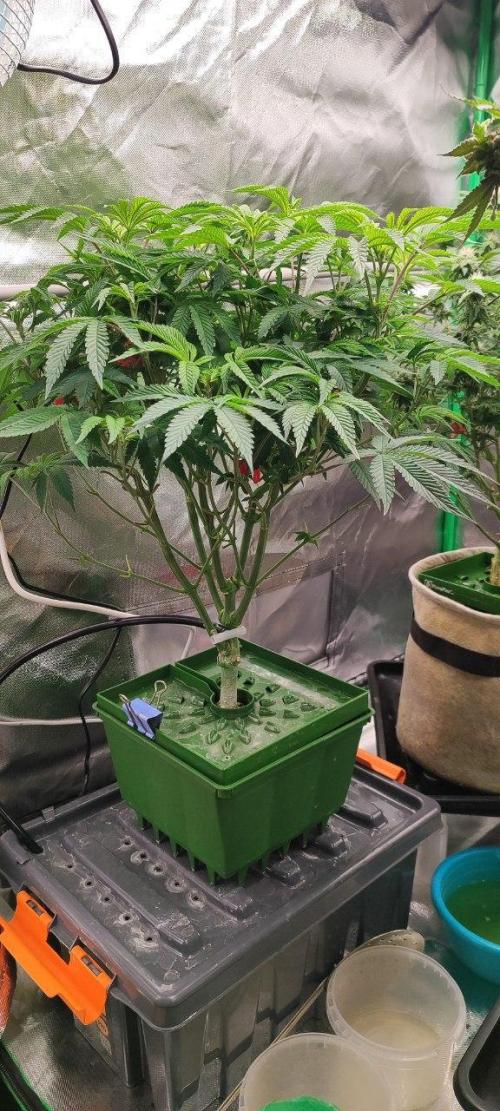 FRUIT GUM #2 by UKHTA. Week 7