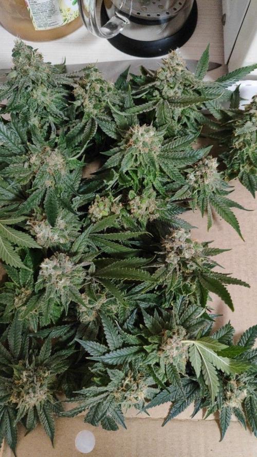 50 Dragons(+clone) by UKHTA. Week 15