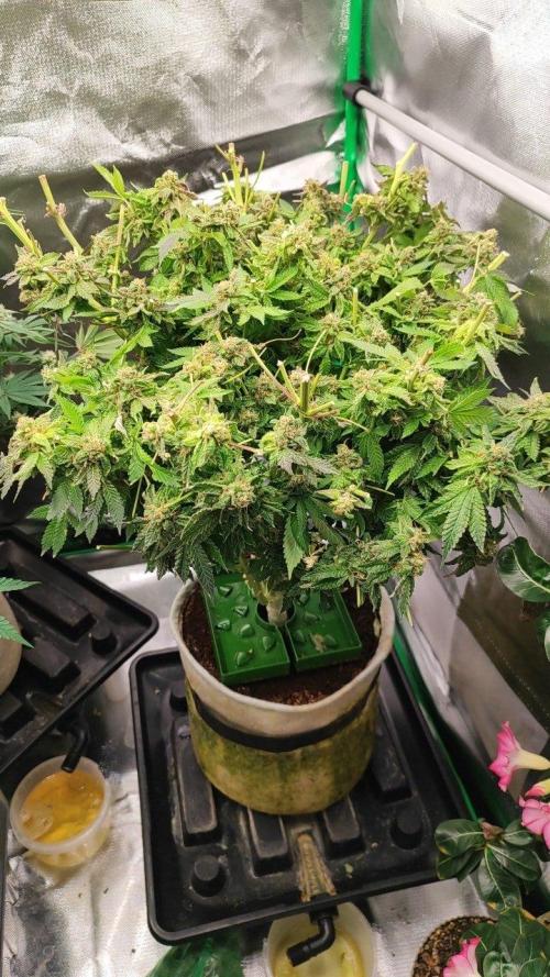 50 Dragons(+clone) by UKHTA. Week 15