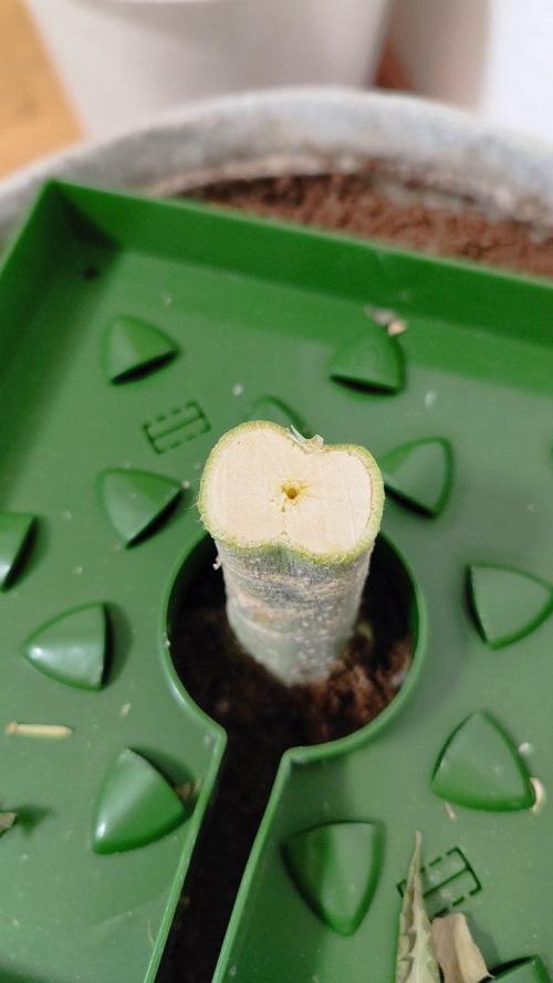 50 Dragons(+clone) by UKHTA. Week 15