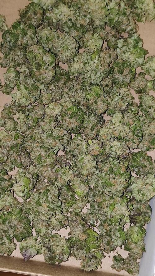 50 Dragons(+clone) by UKHTA. Week 15