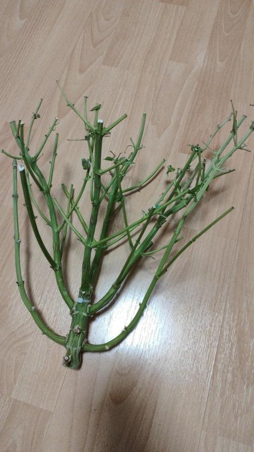 50 Dragons(+clone) by UKHTA. Week 15