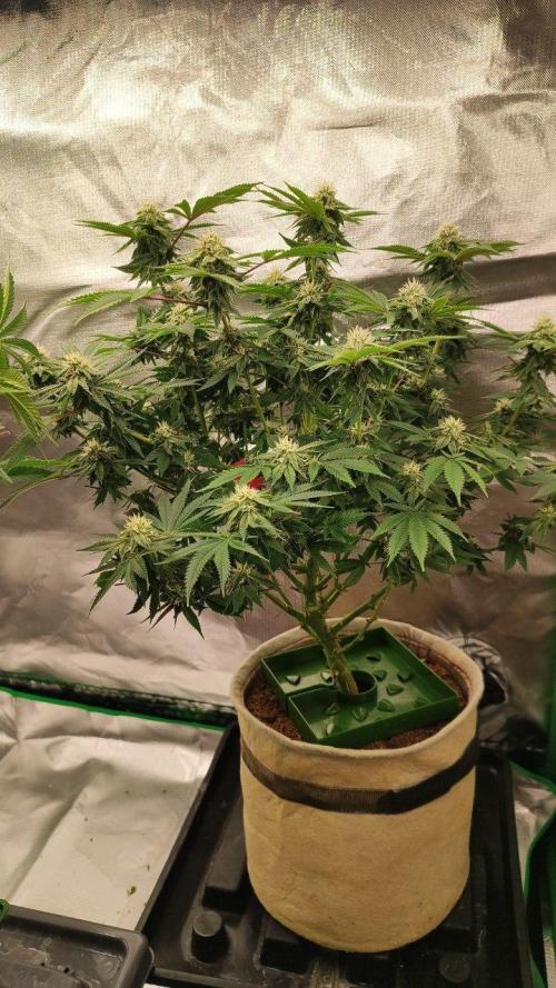 50 Dragons(+clone) by UKHTA. Week 15 - клон