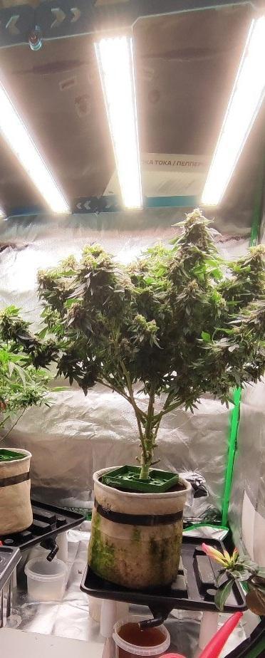 50 Dragons(+clone) by UKHTA. Week 15