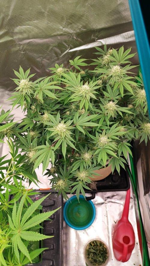 50 Dragons(+clone) by UKHTA. Week 15