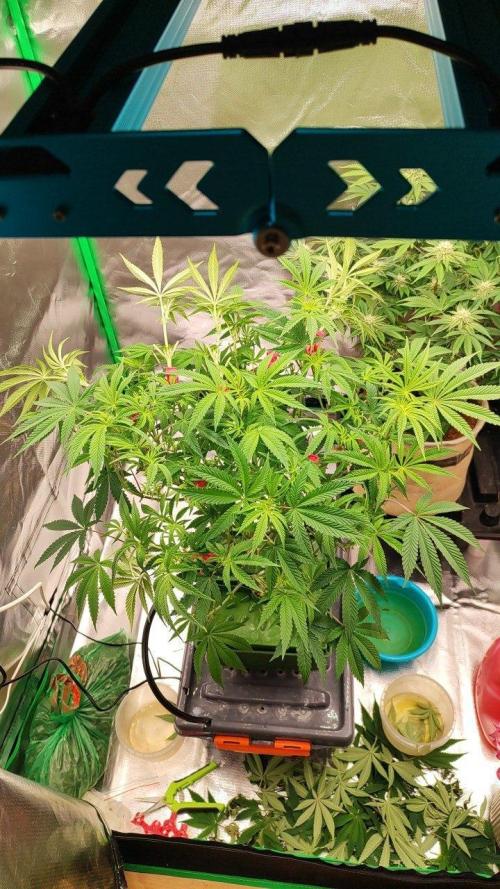 FRUIT GUM #2 by UKHTA. Week 8