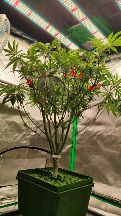 FRUIT GUM #2 by UKHTA. Week 8