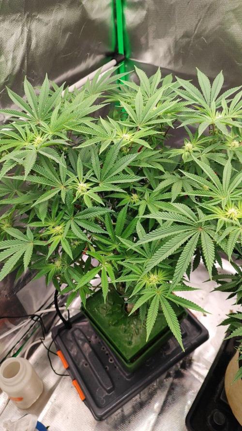 FRUIT GUM #2 by UKHTA. Week 9