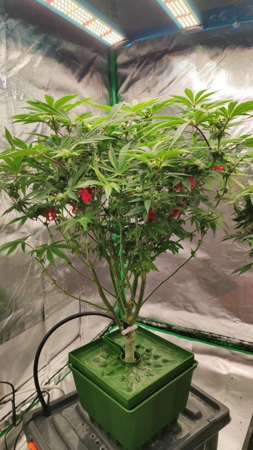 FRUIT GUM #2 by UKHTA. Week 9
