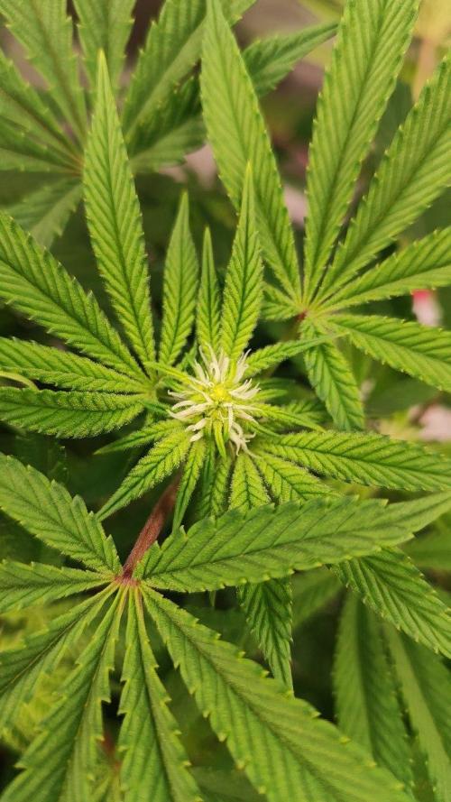 FRUIT GUM #2 by UKHTA. Week 9