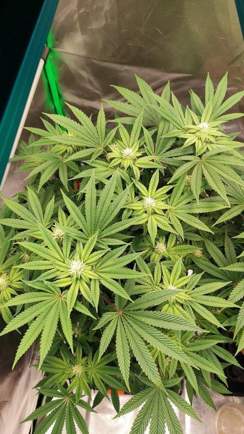 FRUIT GUM #2 by UKHTA. Week 10