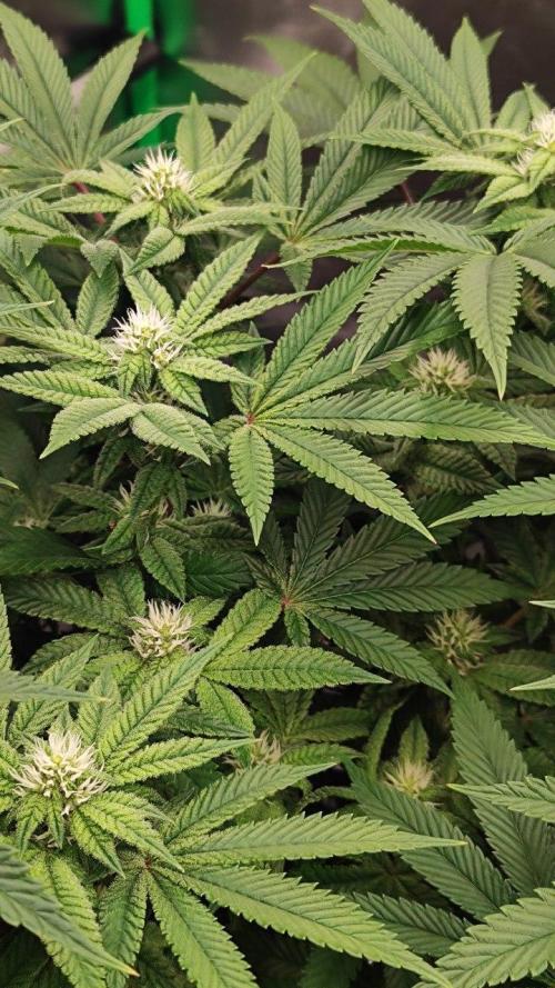 FRUIT GUM #2 by UKHTA. Week 10