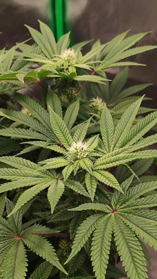 FRUIT GUM #2 by UKHTA. Week 10