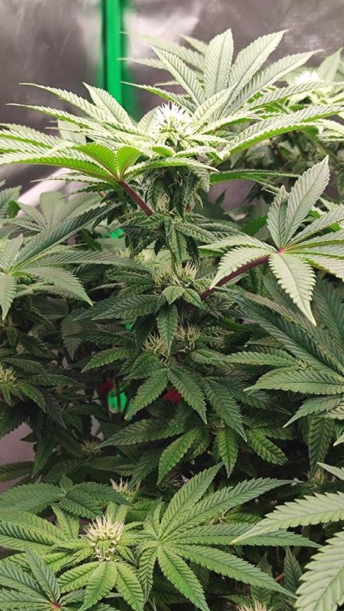 FRUIT GUM #2 by UKHTA. Week 10