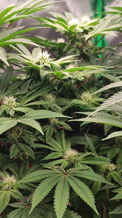 FRUIT GUM #2 by UKHTA. Week 10