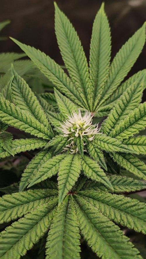 FRUIT GUM #2 by UKHTA. Week 10