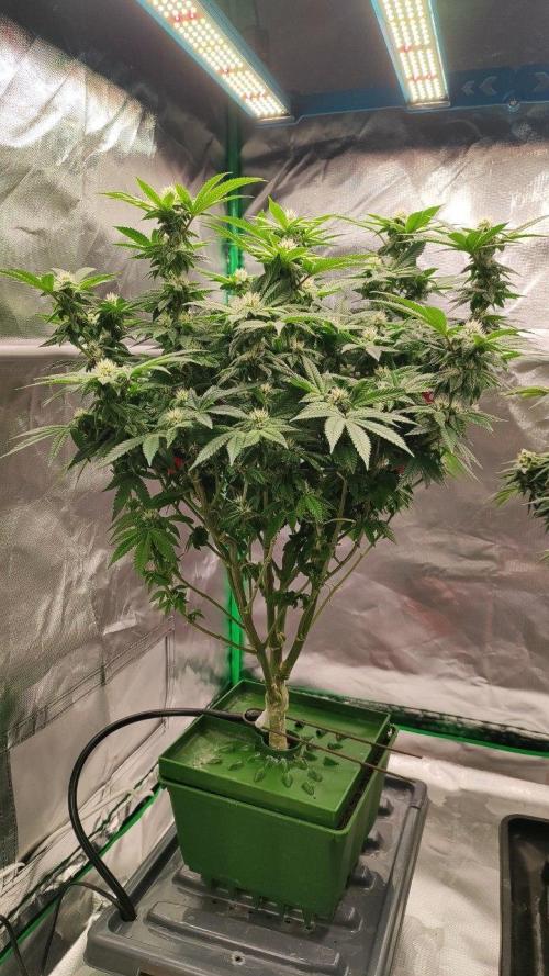 FRUIT GUM #2 by UKHTA. Week 10
