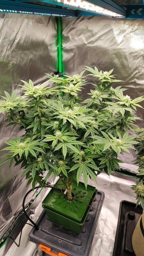 FRUIT GUM #2 by UKHTA. Week 10