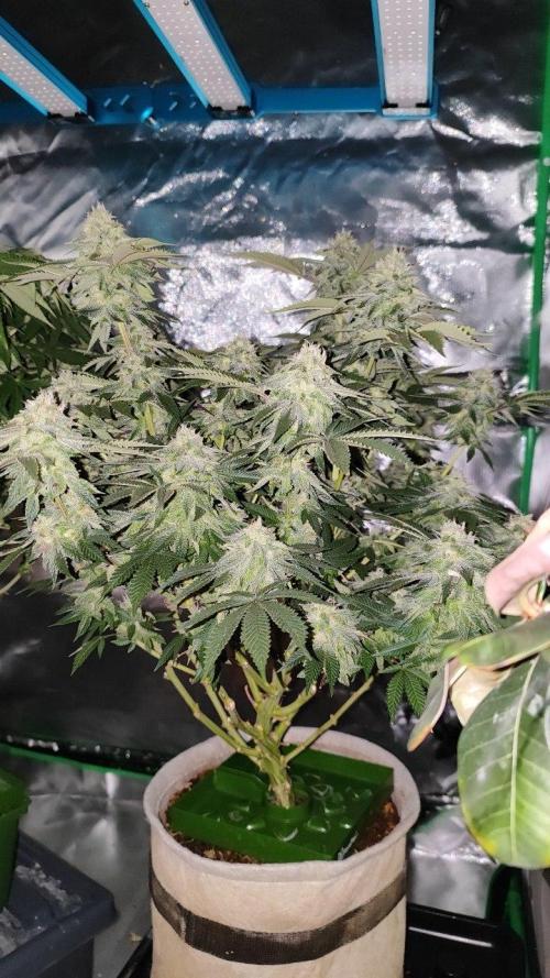 50 Dragons(+clone) by UKHTA. Week 15