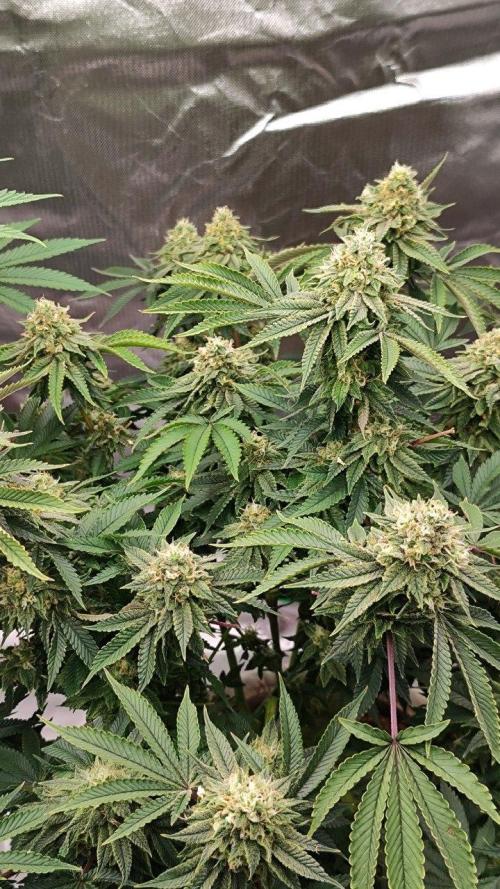 50 Dragons(+clone) by UKHTA. Week 15