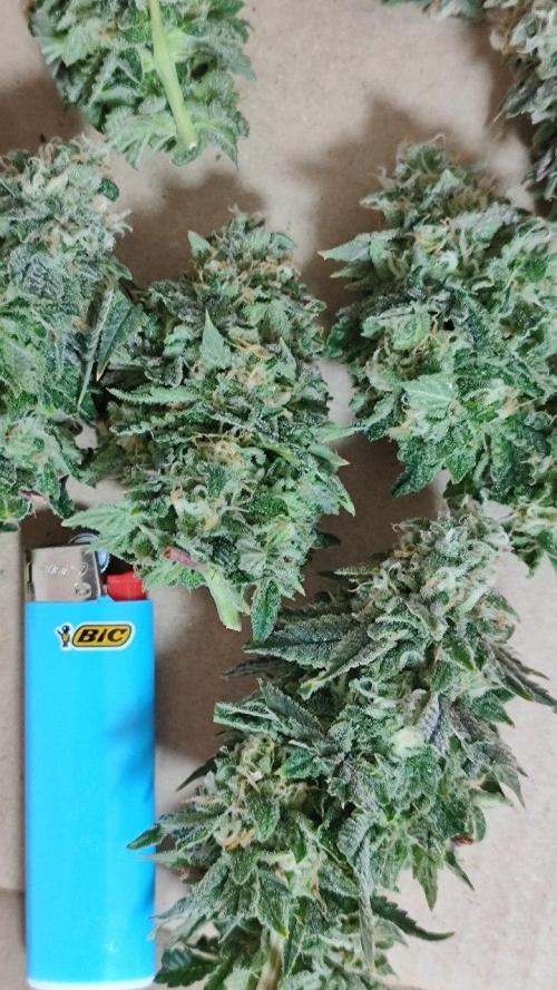 50 Dragons(+clone) by UKHTA. Week 15