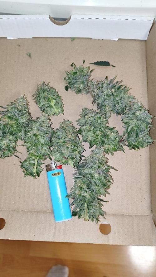 50 Dragons(+clone) by UKHTA. Week 15