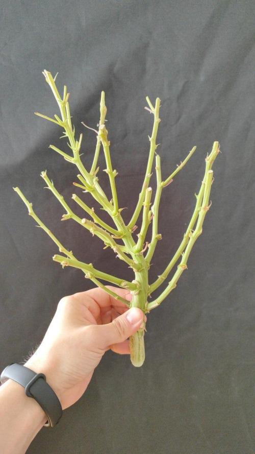 50 Dragons(+clone) by UKHTA. Week 15 - clone