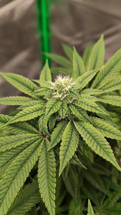 FRUIT GUM #2 by UKHTA. Week 11