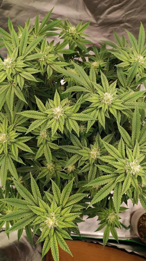 FRUIT GUM #2 by UKHTA. Week 11