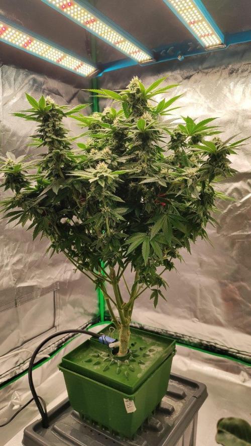 FRUIT GUM #2 by UKHTA. Week 11