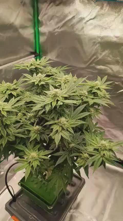 FRUIT GUM #2 by UKHTA