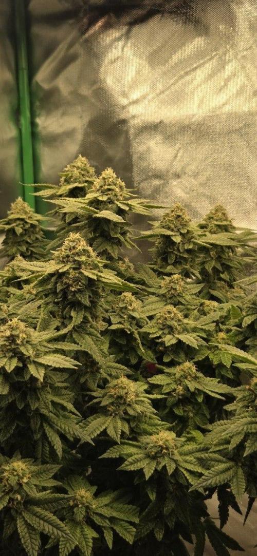 FRUIT GUM #2 by UKHTA. Week 13