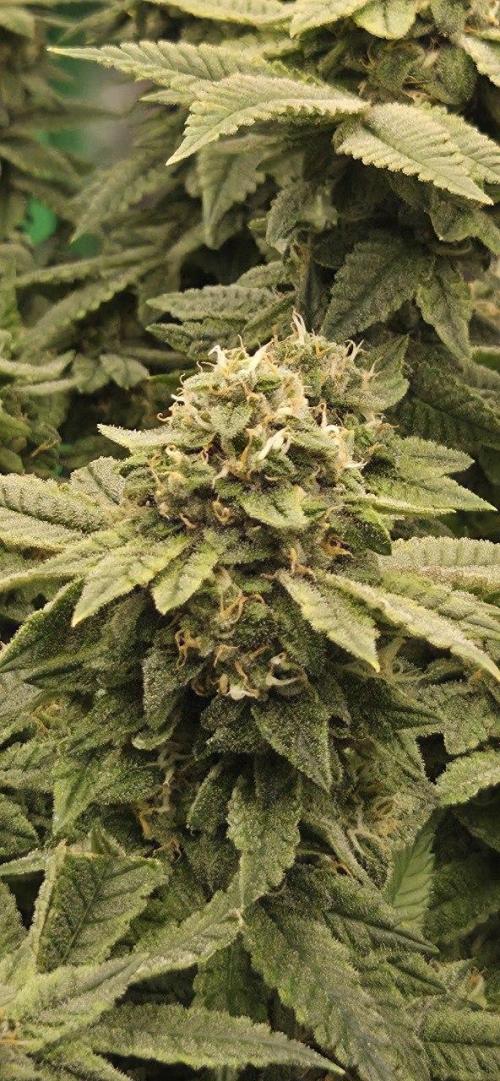 FRUIT GUM #2 by UKHTA. Week 13