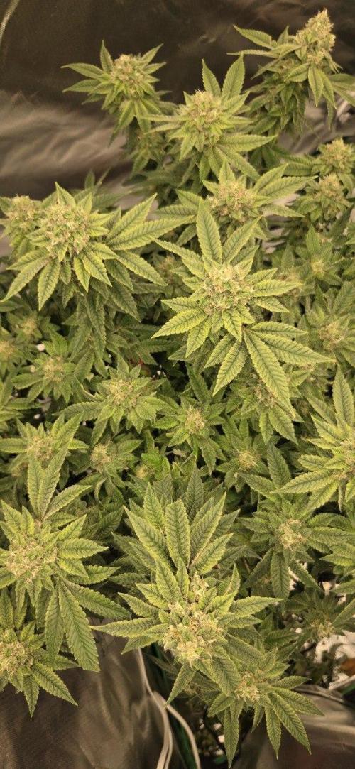 FRUIT GUM #2 by UKHTA. Week 13