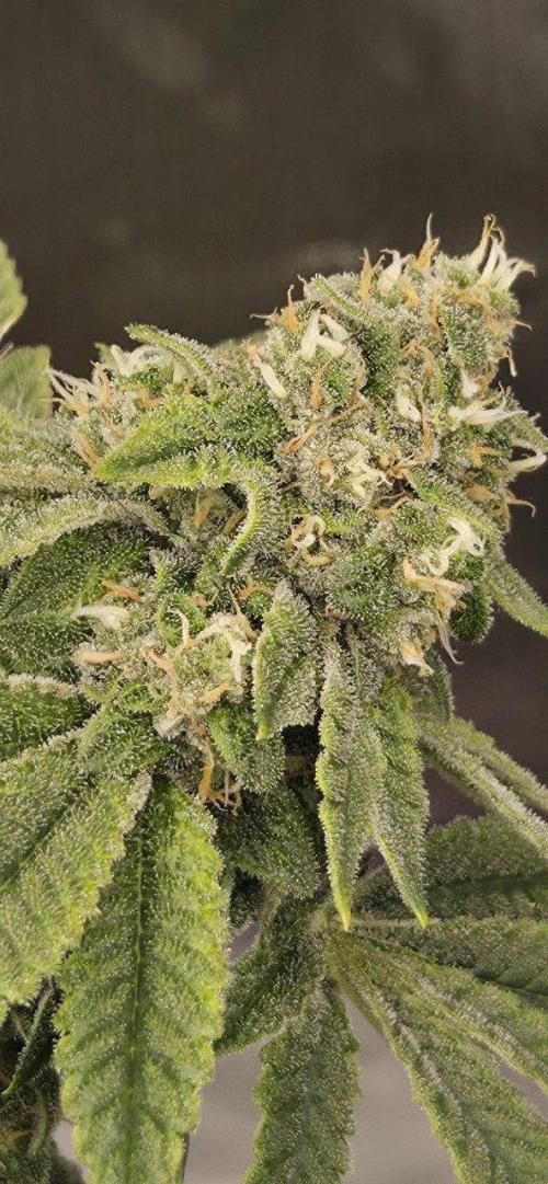 FRUIT GUM #2 by UKHTA. Week 13