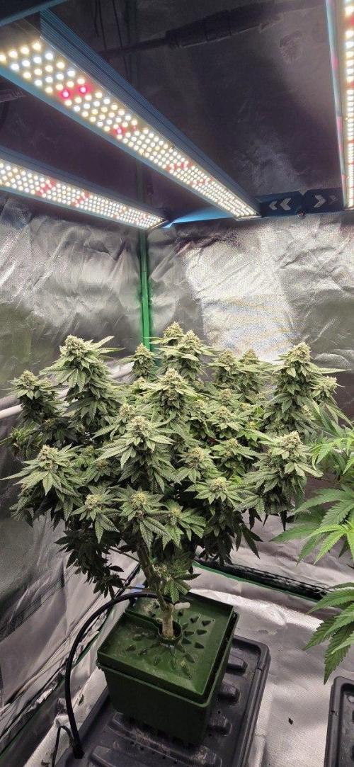 FRUIT GUM #2 by UKHTA. Week 13