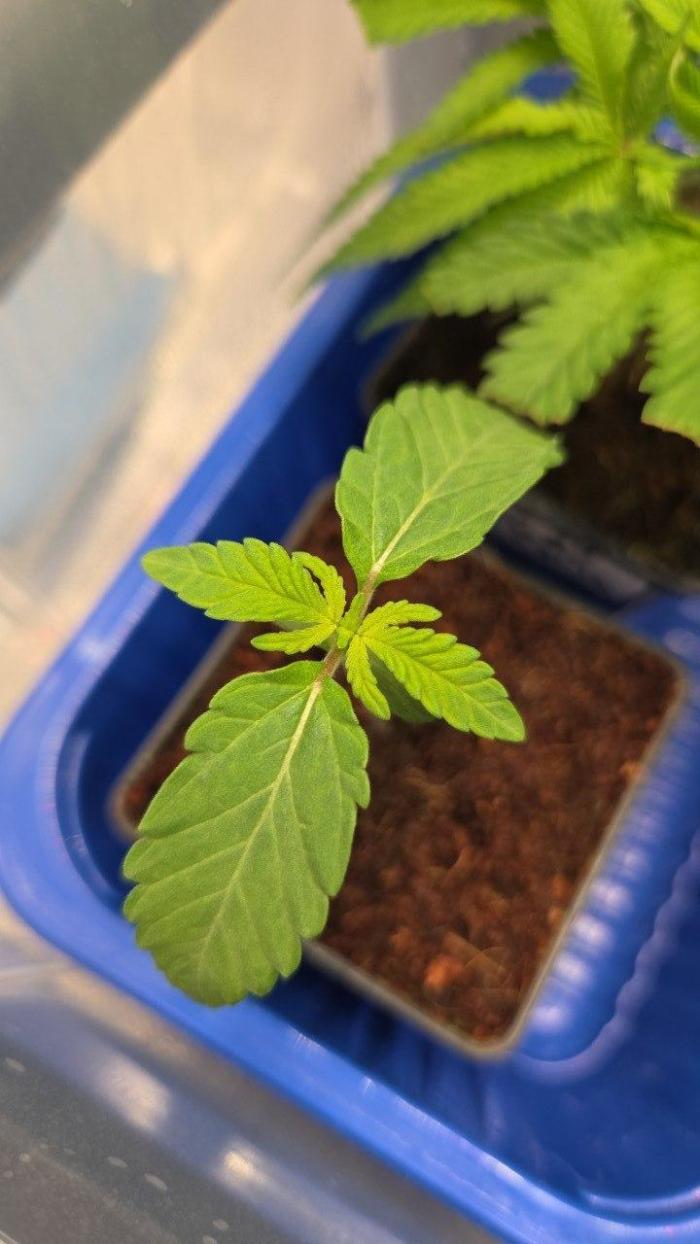 Señor Piña. Week 1 - good